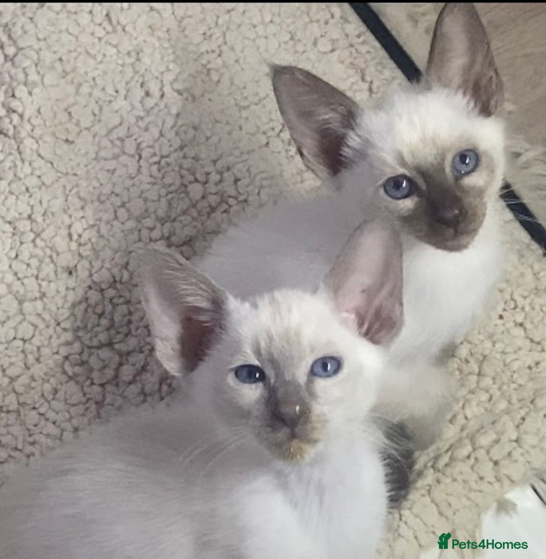 Mixed Breed cats for sale: Oriental/ Siamese  - Advert 15