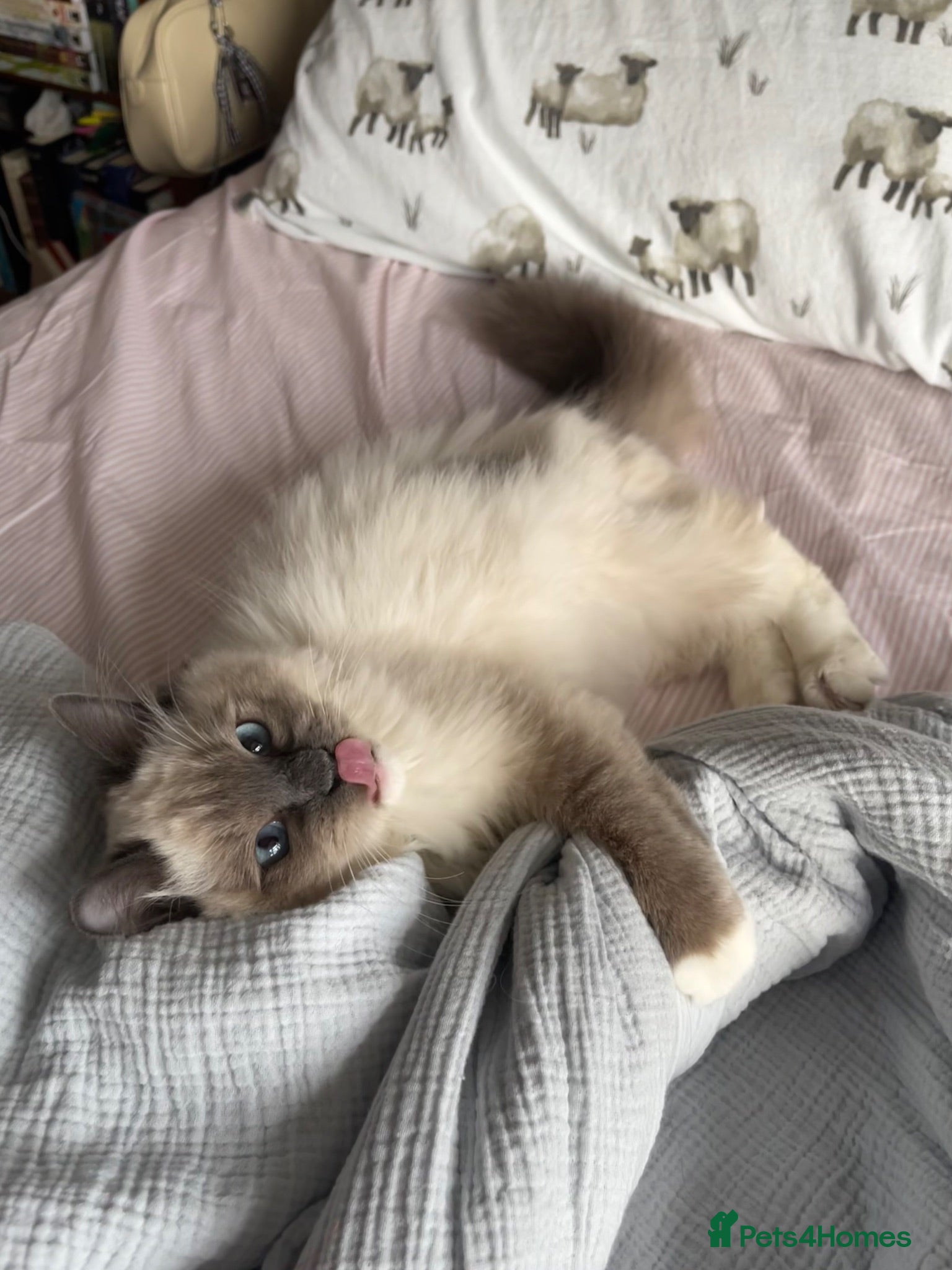Ragdoll cats Beautiful Ragdoll  - Advert 2