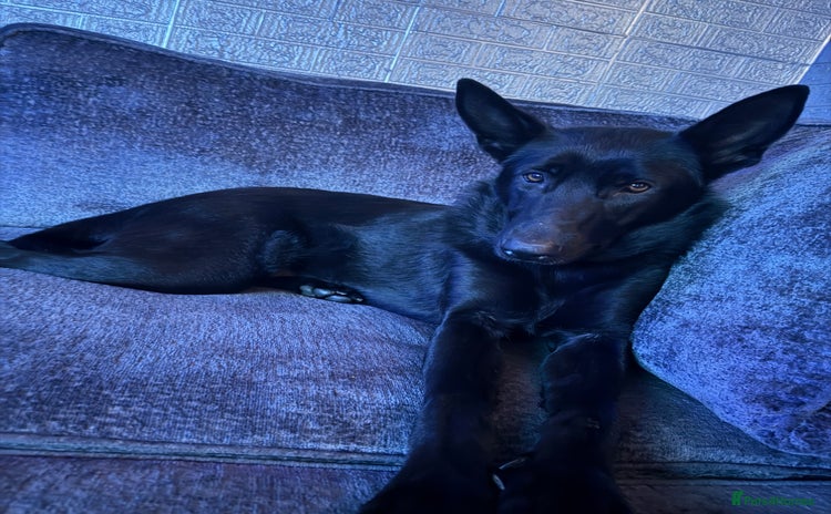 German Shepherd dogs - Advert 16