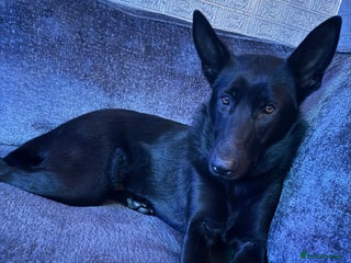 German Shepherd dogs - Advert 14