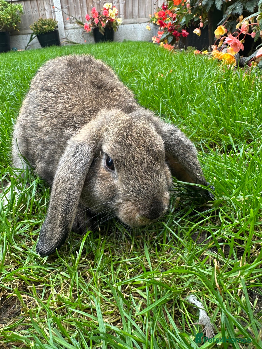 Mini Lop rabbits for sale: Mini Lop Rabbits For Sale  - Image 29