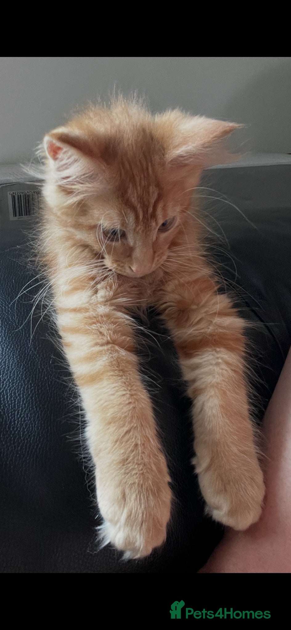 Maine Coon cats Beautiful Maine Coon Boy - Advert 7