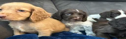 Cocker Spaniel dogs for sale: Cocker Spaniel Puppies  - Advert 6