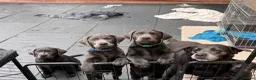 Labrador Retriever dogs for sale: KC Charcoal Labs | Vaccinated | Ready Now - Advert 7