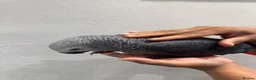 Parakeets birds for sale: African Grey Baby Hand-Reared with Cage - Advert 10