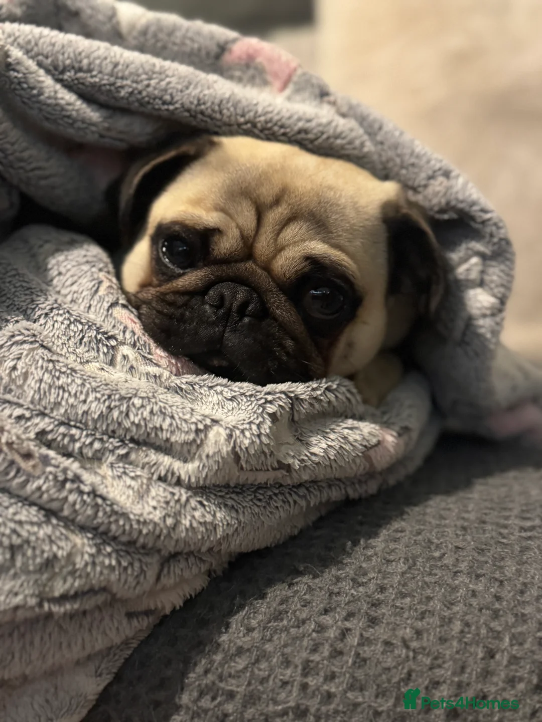 Pug dogs for stud: KC registered stud pug Bob - Advert 5