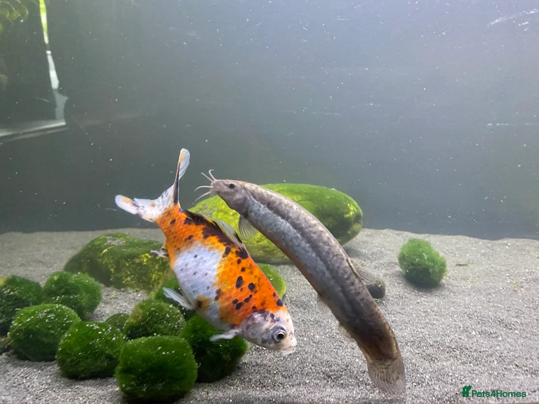 Goldfish fish for sale: Shubunkin goldfish 16cm - Advert 4