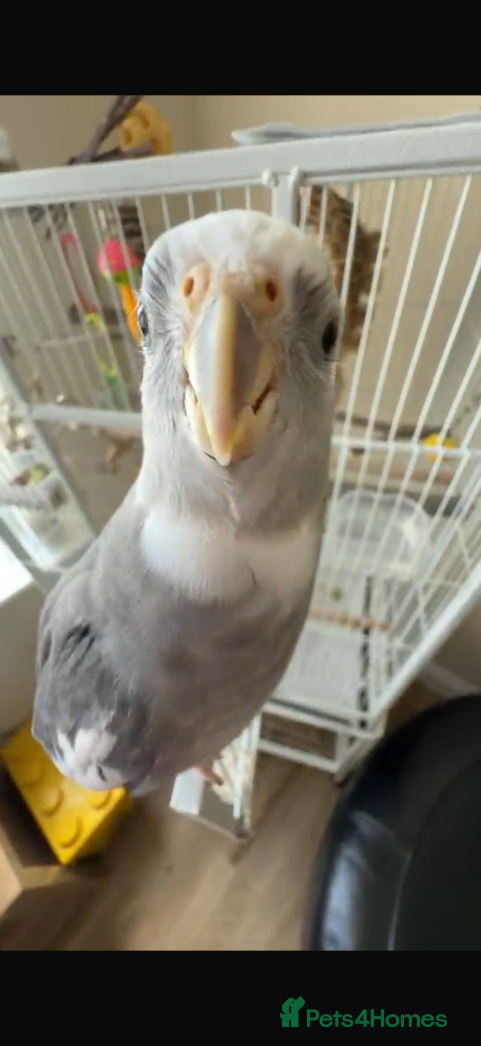 Cockatiels birds Cockatiel in need of a home - Advert 2