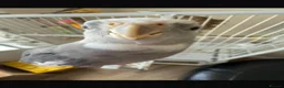 Cockatiels birds for sale: Cockatiel in need of a home in Blackwood - Advert 2