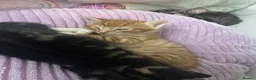 Mixed Breed cats for sale: 2 little cuties  - Advert 8
