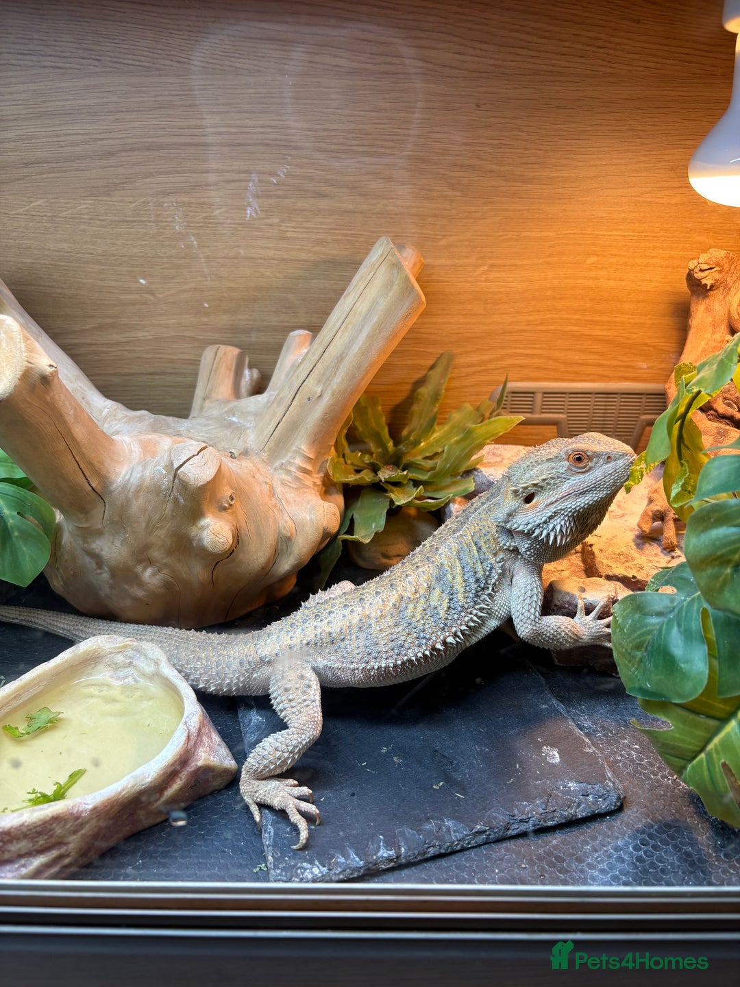 Bearded Dragon reptiles for sale: Loki bearded dragon - Image 3