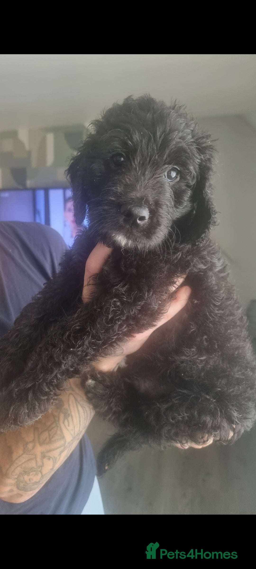 Goldendoodle dogs for sale: 🐾READY TO LEAVE🐾Standard goldendoodle - Image 22