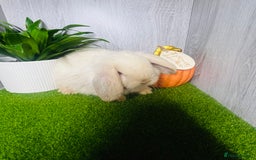 Mini Lop rabbits for sale: 🐰 Pedigree purebred Miniture Lop Kits 🐰 - Image 5