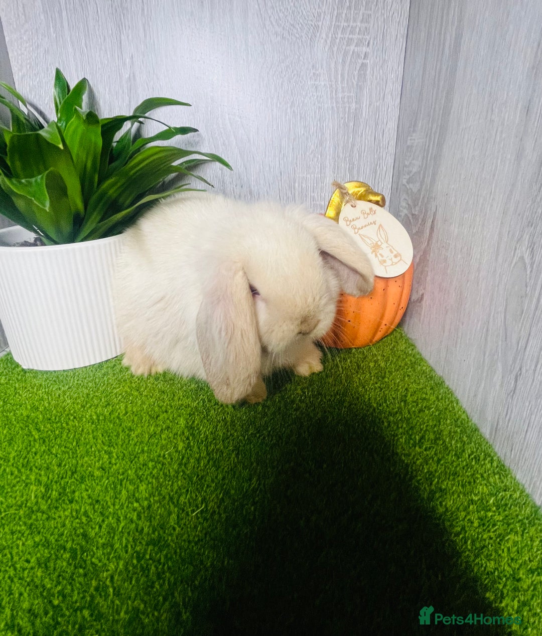 Mini Lop rabbits for sale: 🐰 Pedigree purebred Miniture Lop Kits 🐰 - Image 5