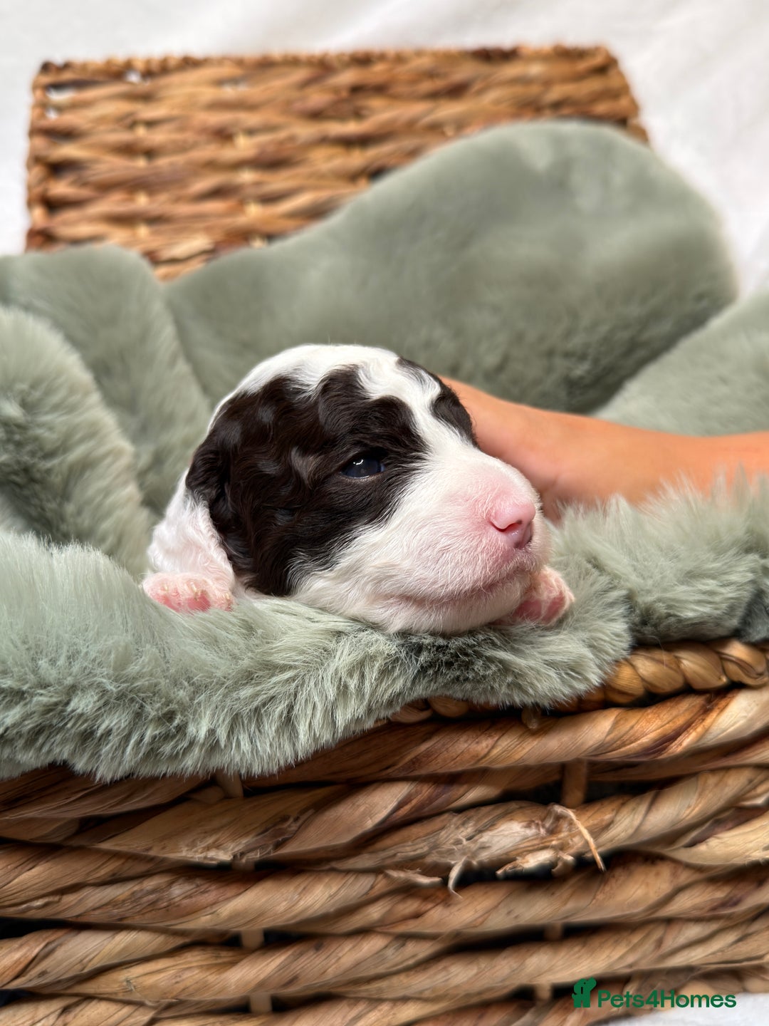 Bernedoodle dogs for sale: Miniature Bernedoodle Puppies - Image 5