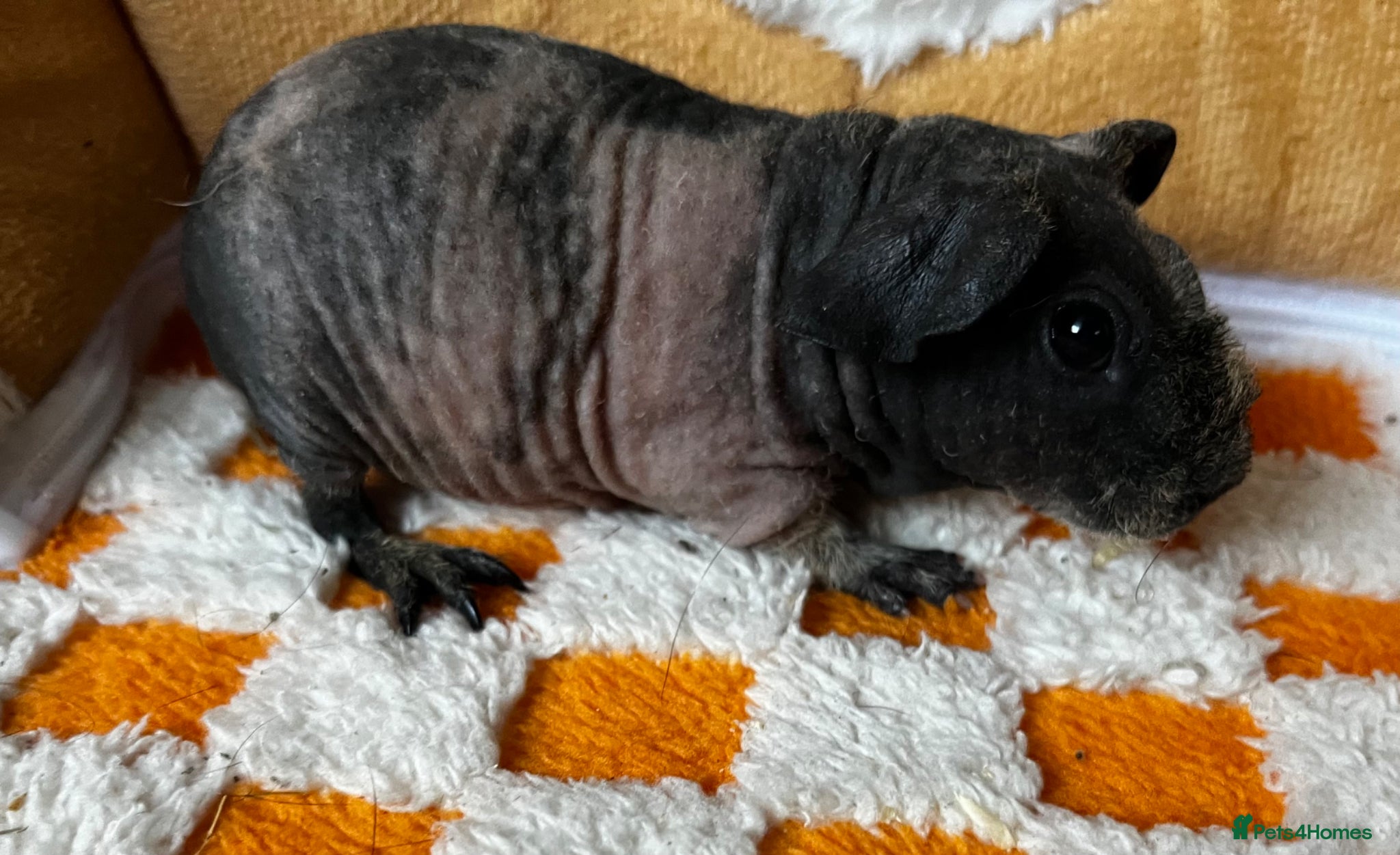 Guinea Pig rodents Female skinny pigs x2 - Advert 2