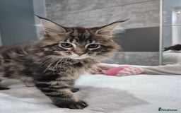 Maine Coon cats for sale: Stunning litter of maine coon kittens  - Advert 9