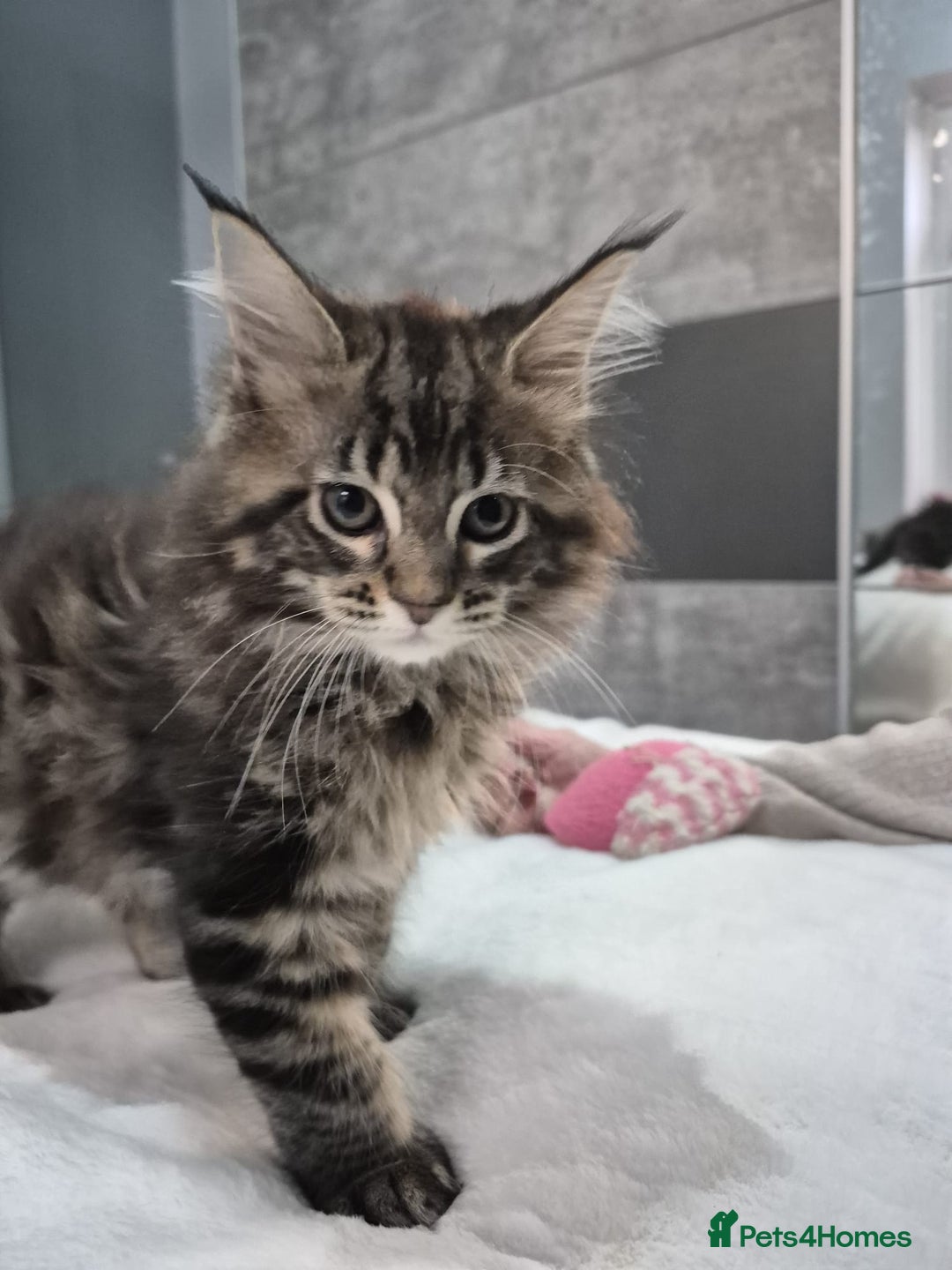 Maine Coon cats for sale: Stunning litter of maine coon kittens  - Advert 9