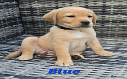 Labrador Retriever dogs for sale: 🐾 Adorable Yellow Labrador Puppies for Sale! 🐾 - Image 7