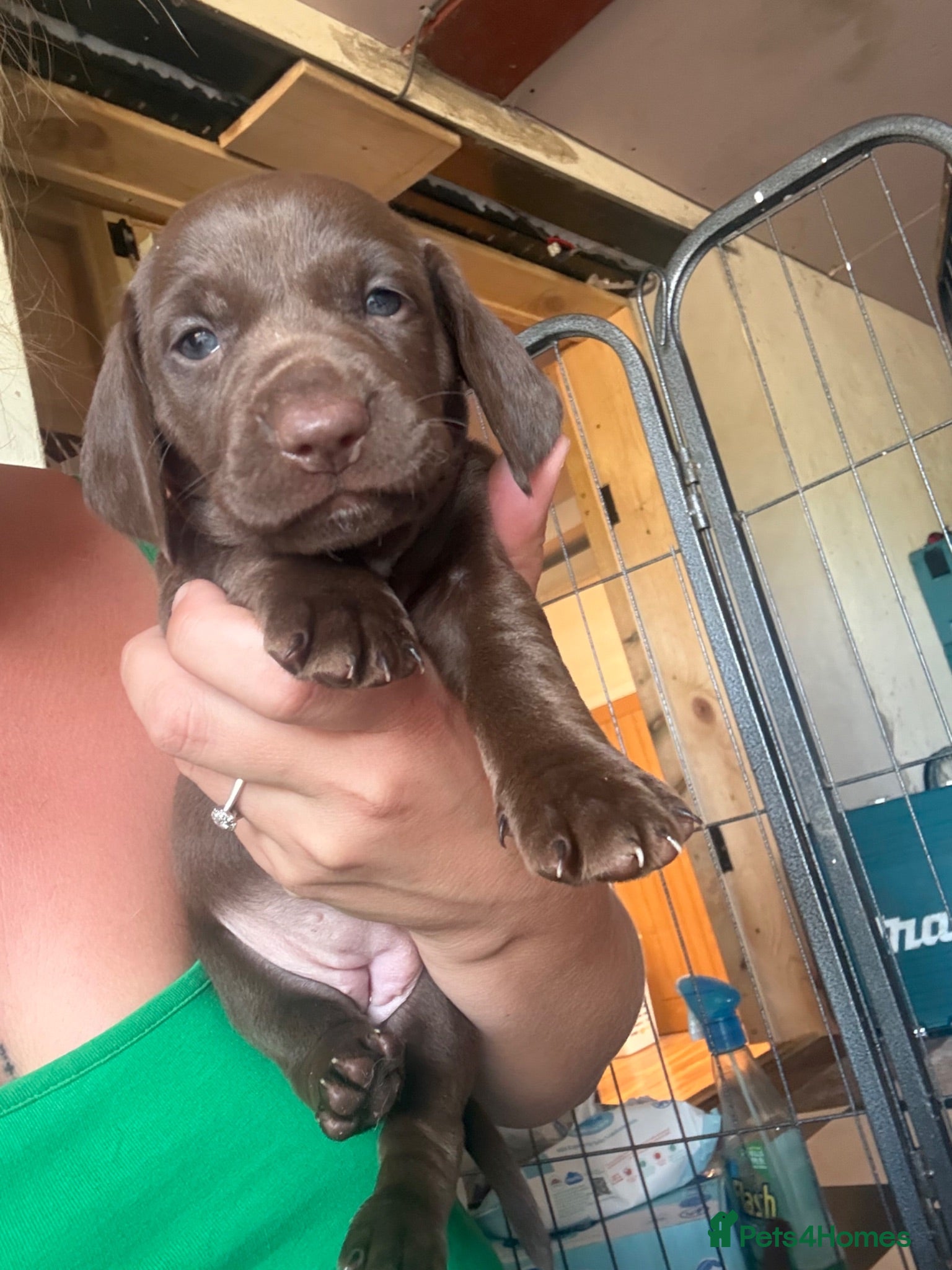 Mixed Breed dogs German pointer cross dashchund - Advert 2