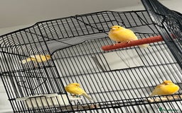 Cockatiels birds for sale: Cocktails - Image 10