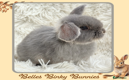 Mini Lop rabbits for sale: 🧡 Beautiful Baby Mini Lop Doe 🧡 Reserve Now 🧡 - Image 3