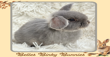 Mini Lop rabbits - Advert 8