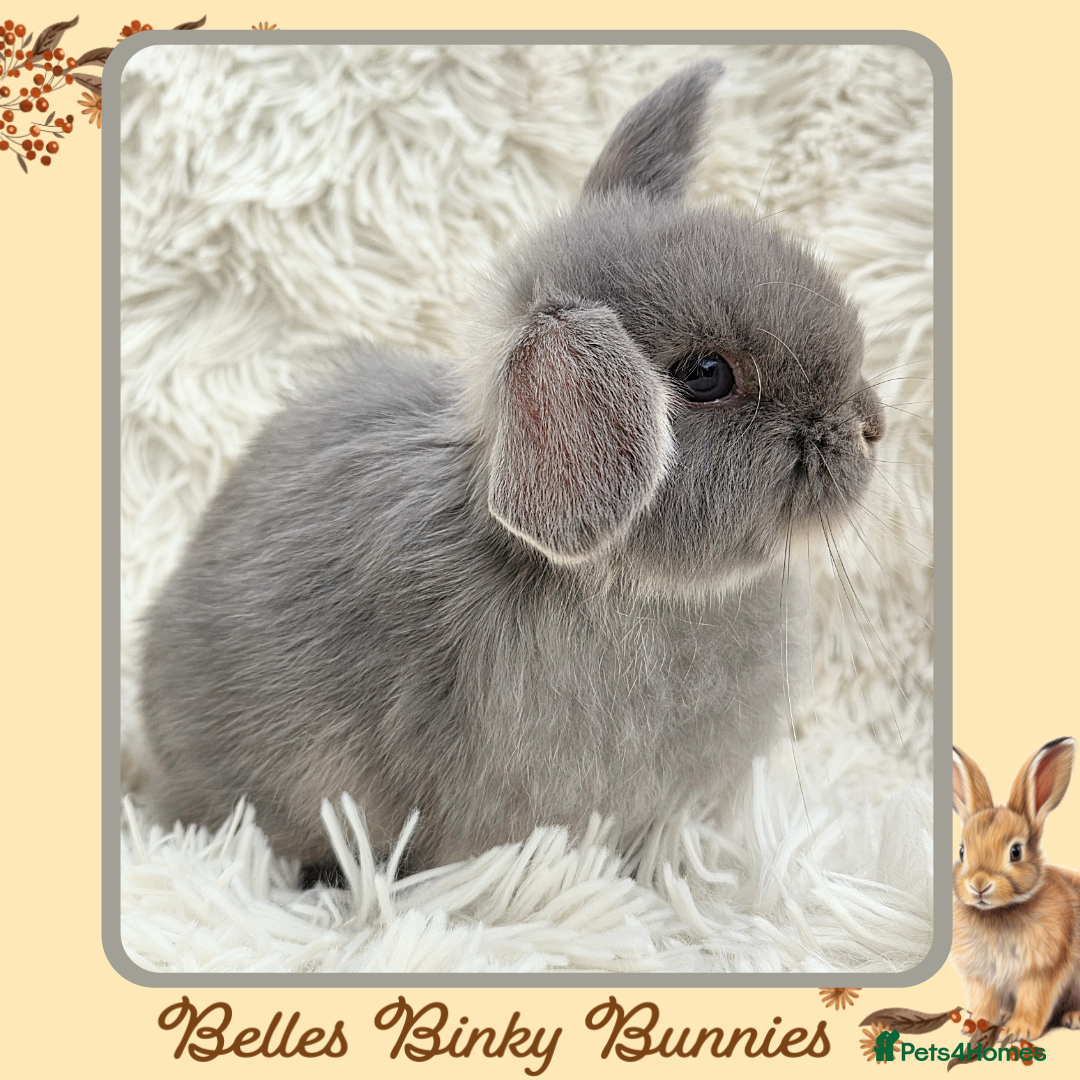 Mini Lop rabbits for sale: 🧡 Beautiful Baby Mini Lop Doe 🧡 Reserve Now 🧡 - Image 3