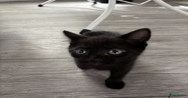 Mixed Breed cats - Advert 6