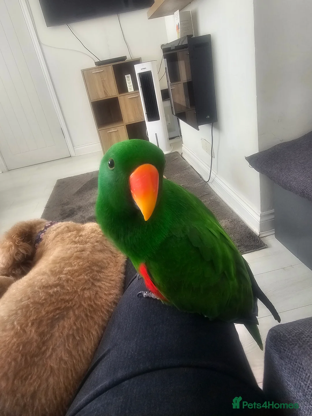 Parrots birds for sale: Eclectus parrot  in Burton-on-Trent - Advert 2