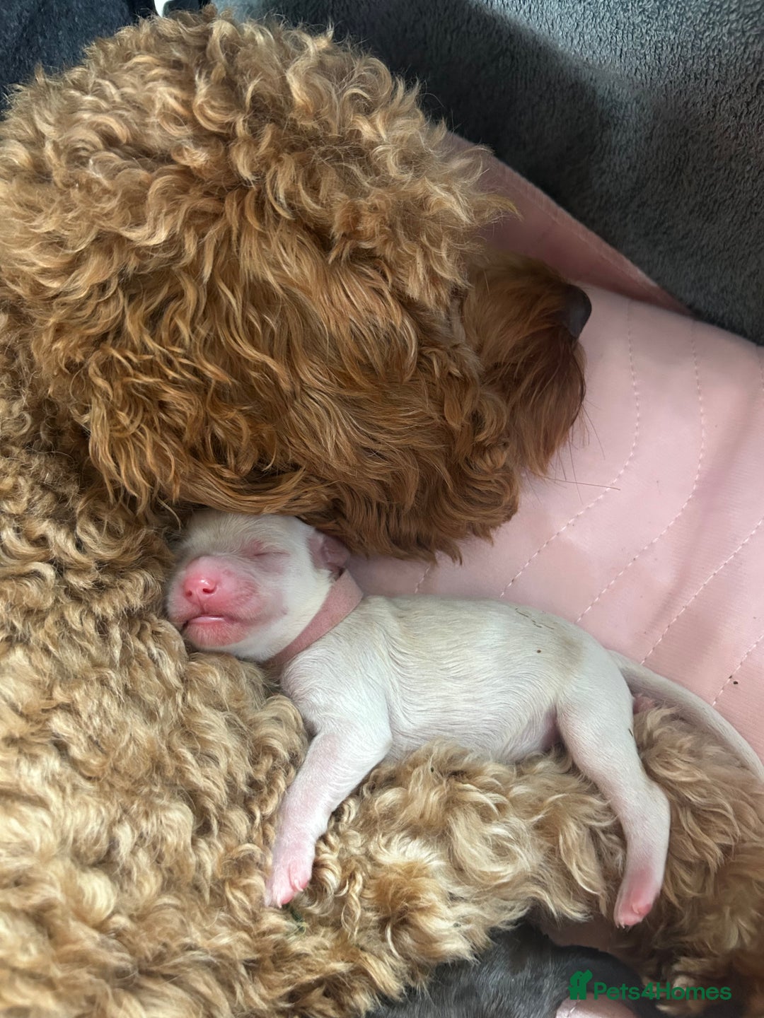 Cavapoo dogs for sale: ✨🌈 Rare Chocolate & Multicoloured Curly Cavapoos - Image 11