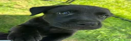 Labrador Retriever dogs for sale: Confident, Clever KC Labrador Puppies - Advert 1