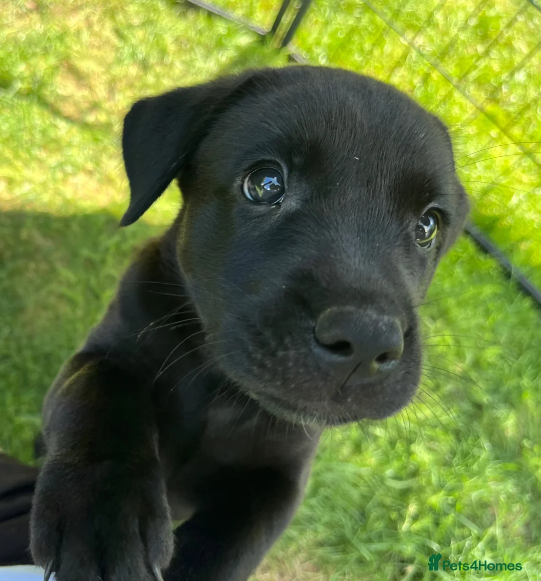 Labrador Retriever dogs for sale: Confident, Clever KC Labrador Puppies - Advert 1