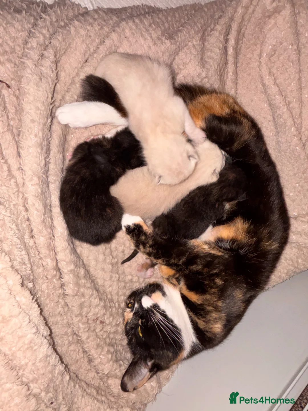 Mixed Breed cats for sale: Beautiful calico and pointed kittens in Woodbridge - Advert 12