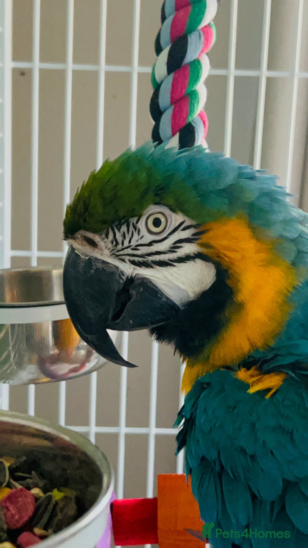 Macaws birds for sale: Male macaw parrot - Image 9