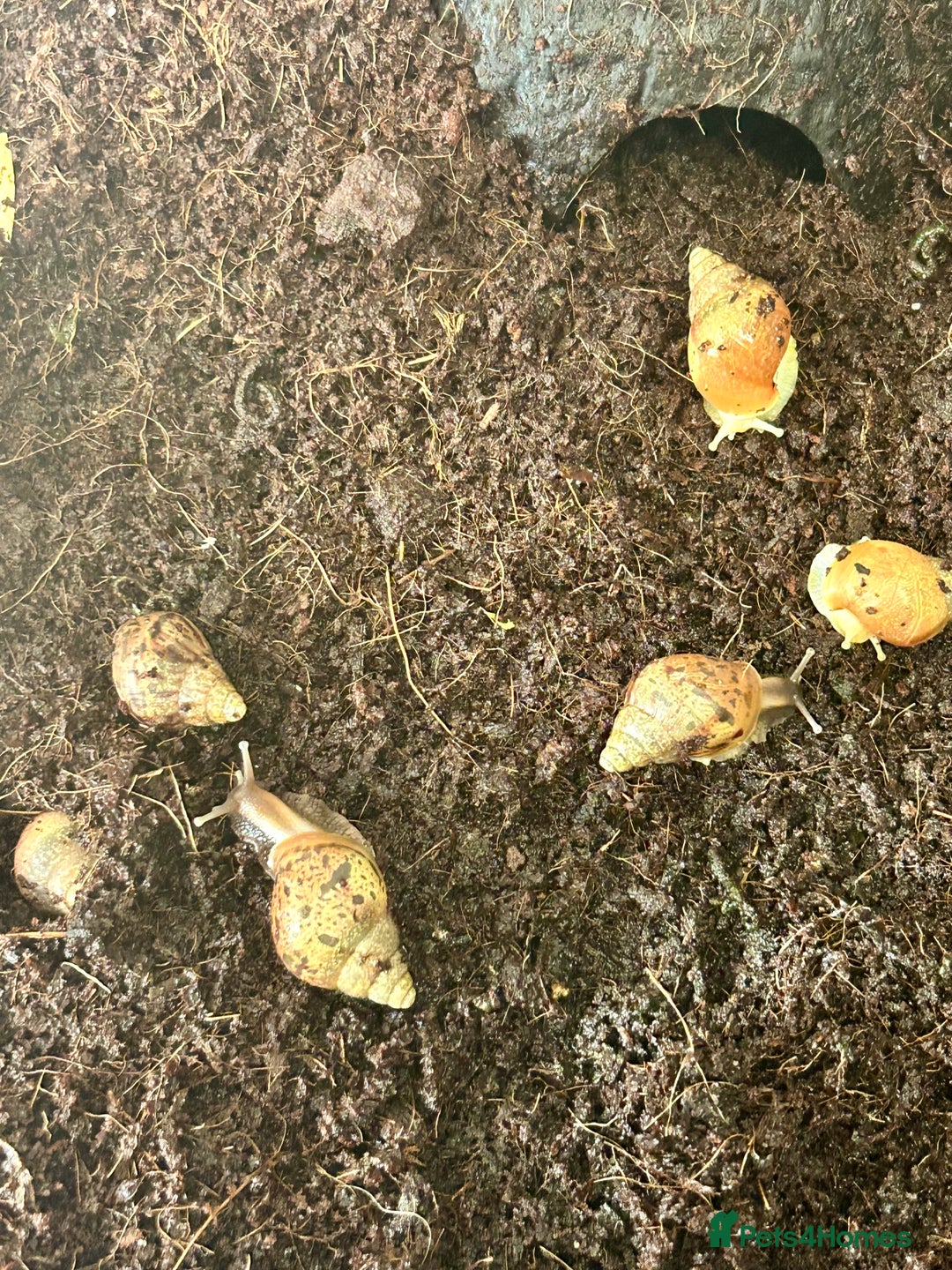Snails invertebrates for sale: 🐌 Giant African Land Snail Babies 🐌  - Image 7