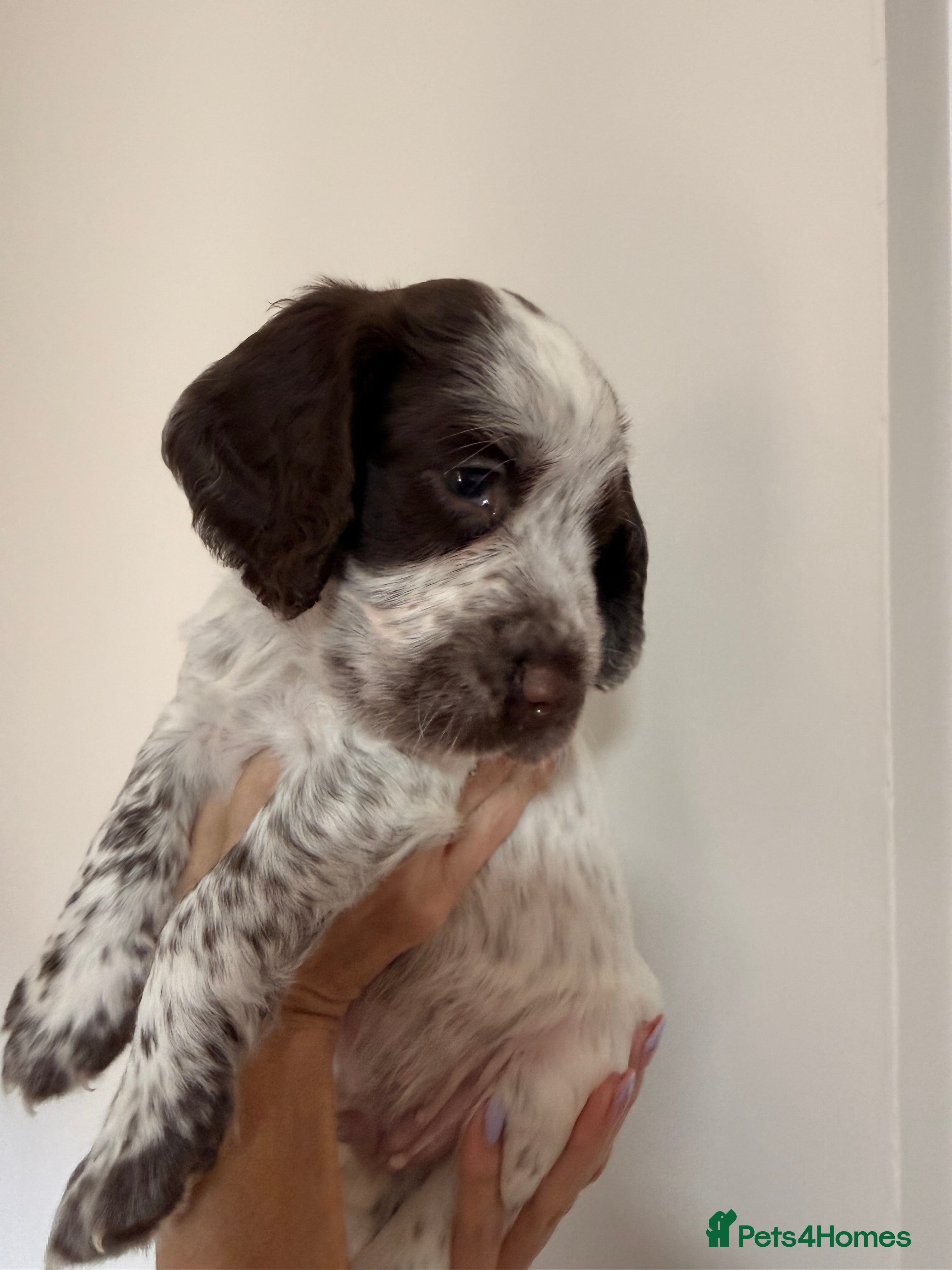 Cocker Spaniel dogs 6 beautiful cocker spaniel puppies (2 boys left!) - Advert 8