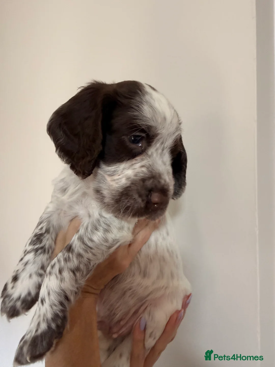 Cocker Spaniel dogs for sale: 6 beautiful cocker spaniel puppies (2 boys left!) - Advert 1