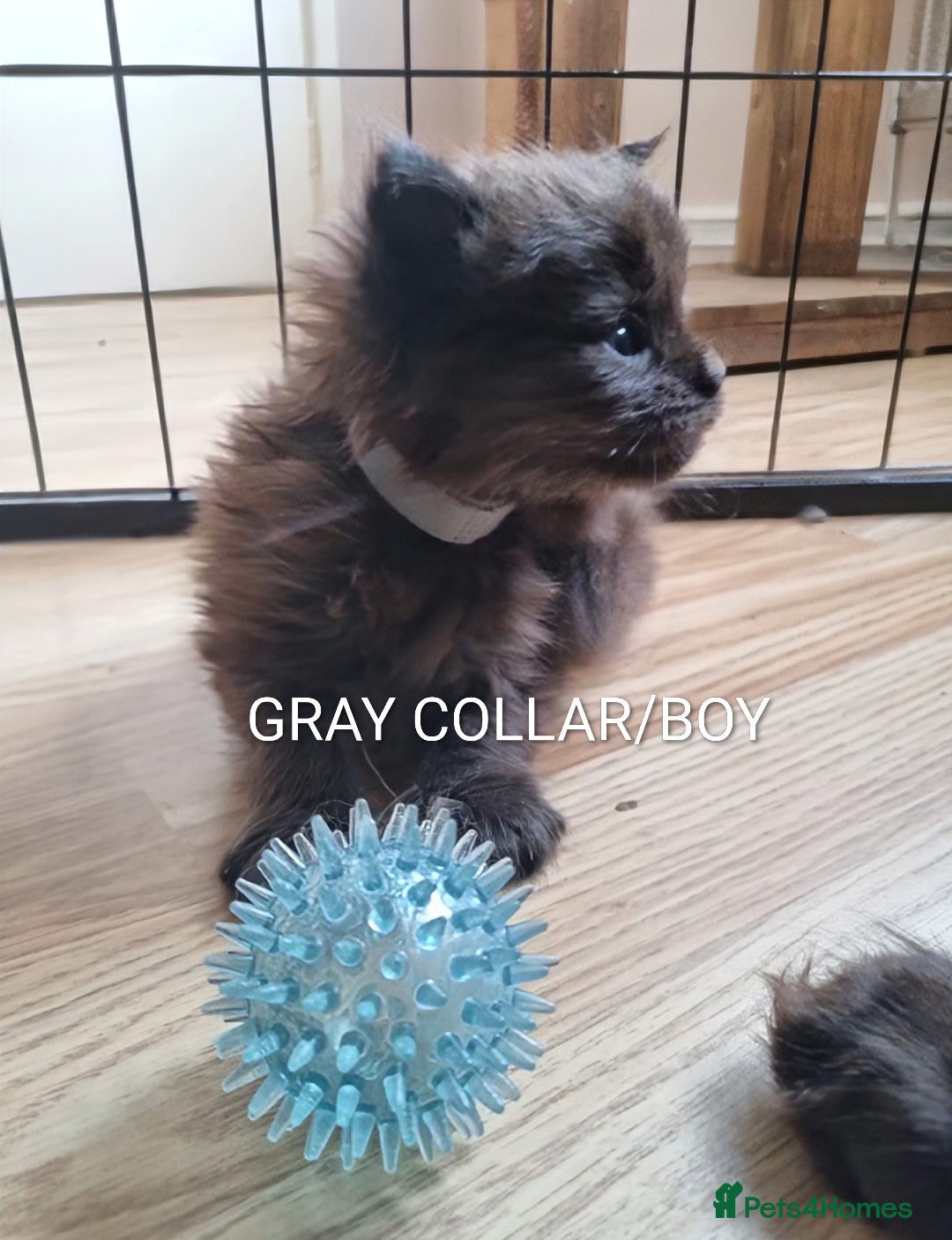 Maine Coon cats for sale: GREAT QUALITY MAINE COON KITTENS/DNA/GCCF  - Advert 13
