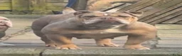 English Bulldog dogs for sale: New English bulldog  - Advert 8