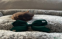 Chihuahua dogs for sale: ** Absolutely stunning tiny Chihuahuas ** - Image 3
