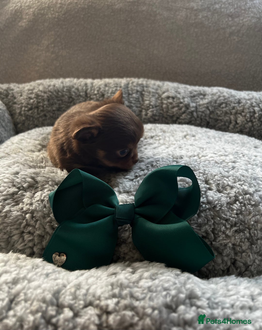 Chihuahua dogs for sale: ** Absolutely stunning tiny Chihuahuas ** - Image 3