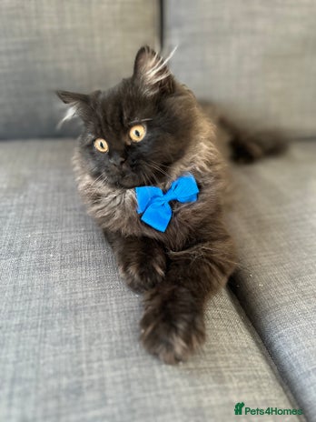 Persian cats - Advert 2