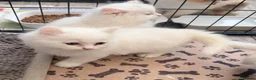Persian cats for sale: 4 beautiful Persian x kittens, ready now - Advert 19