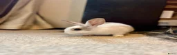 Mixed Breed rabbits for sale: Bunnies for sale  - Advert 9