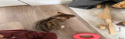 Mixed Breed cats for sale: Kittens available now  - Advert 4