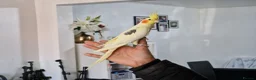 Cockatiels birds for sale: Super hand tamed cockatiel for sale  - Advert 3
