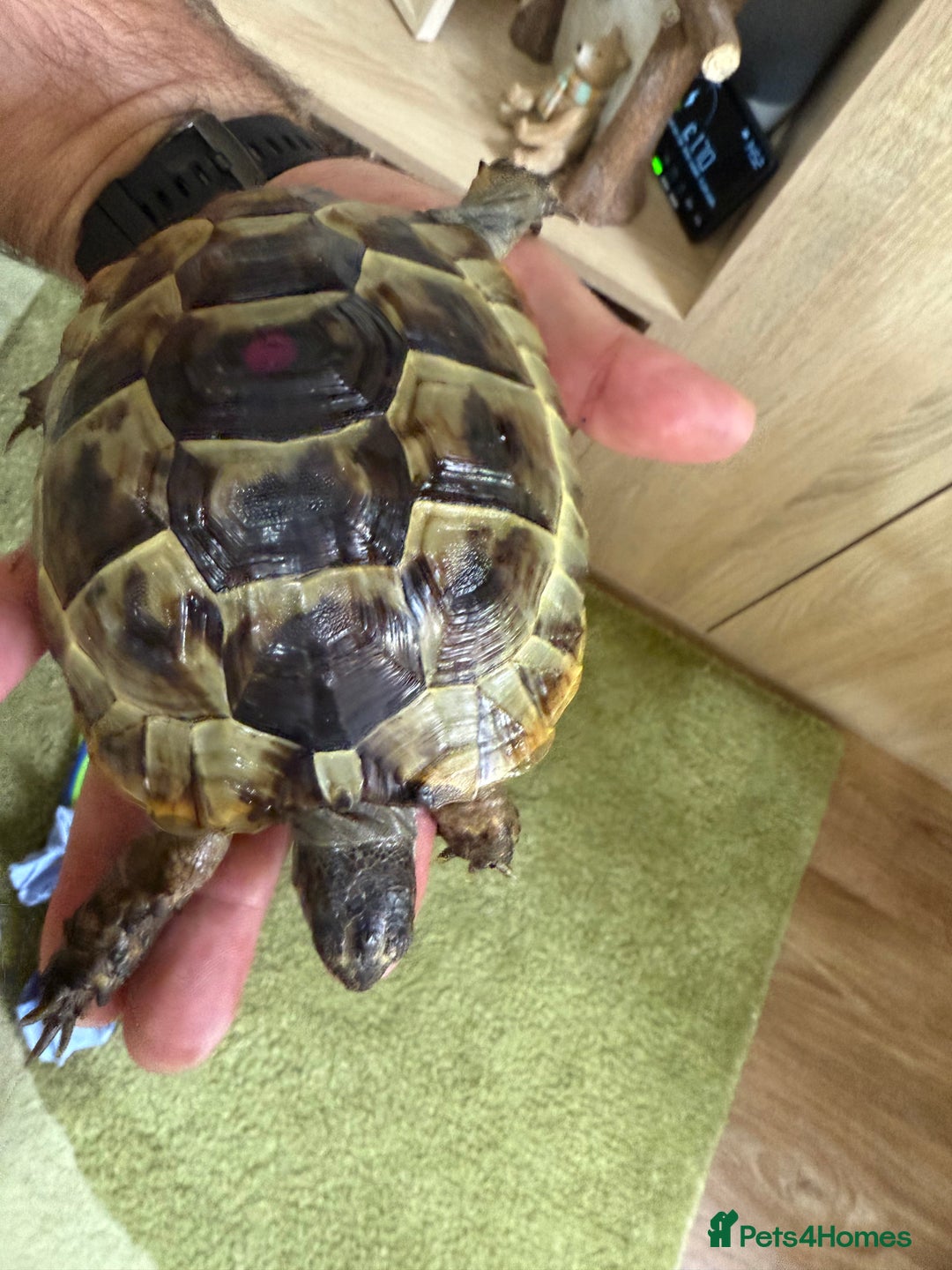 Tortoise reptiles for sale: Spur-tighed tortoise  - Image 5