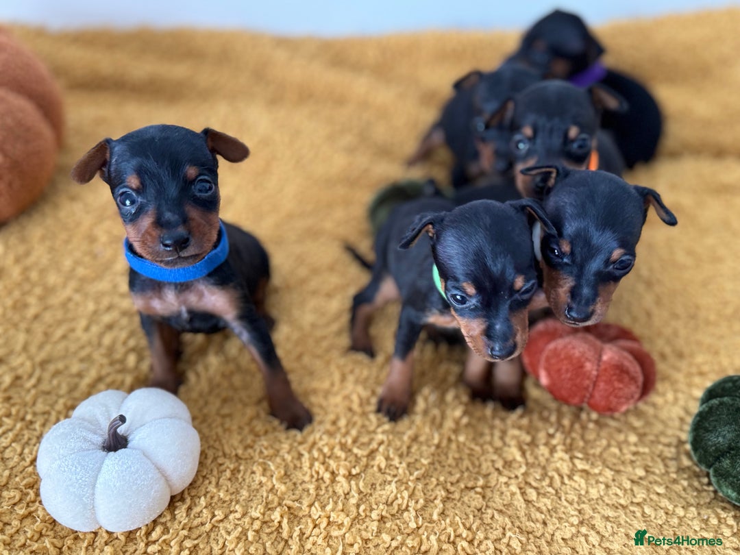 Miniature Pinscher dogs for sale: Miniature Pincher Puppies  - Image 3