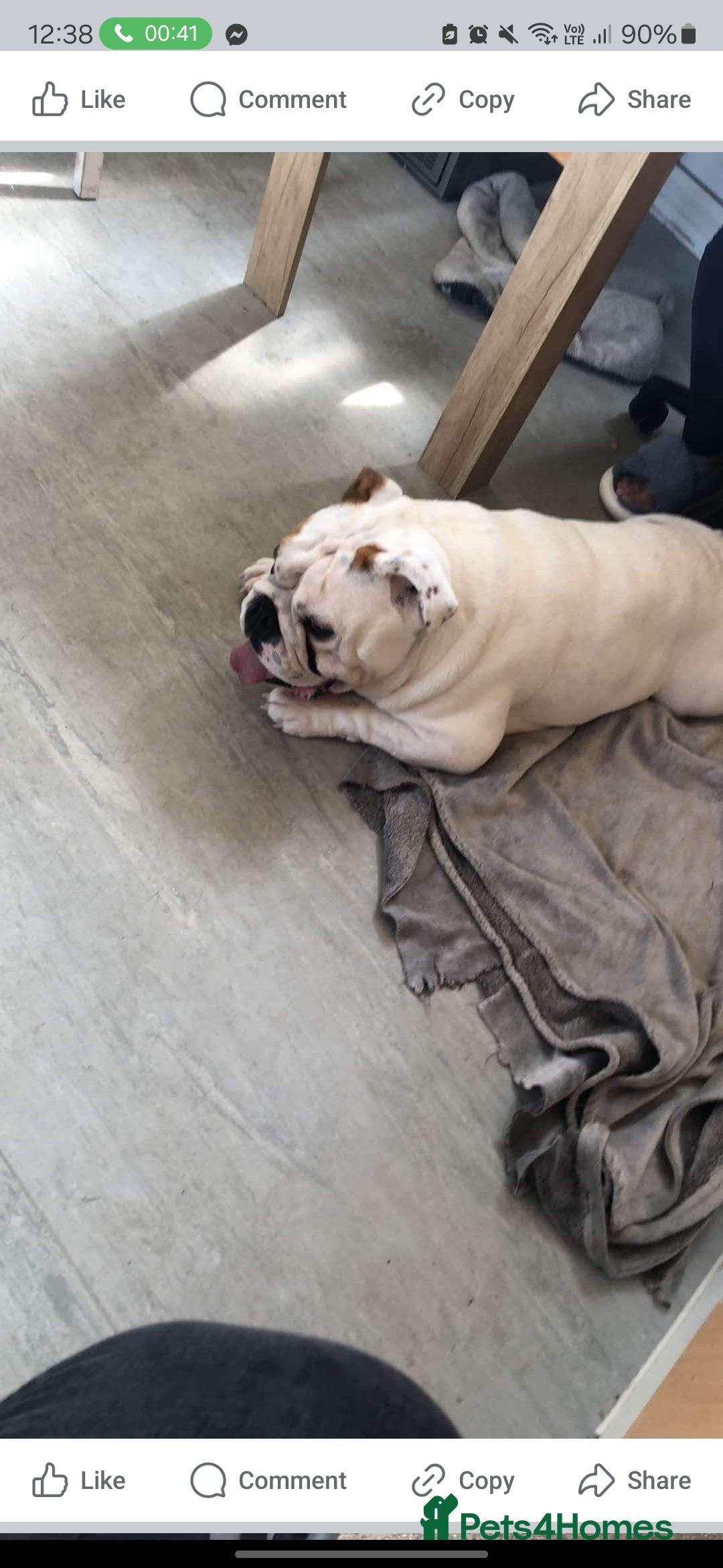 English Bulldog dogs for sale: 4 year old male english bulldog  - Advert 10